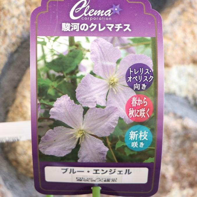 希少クレマチス ブルーエンジェル (遅咲き大輪系) 2年生苗 4号ロング