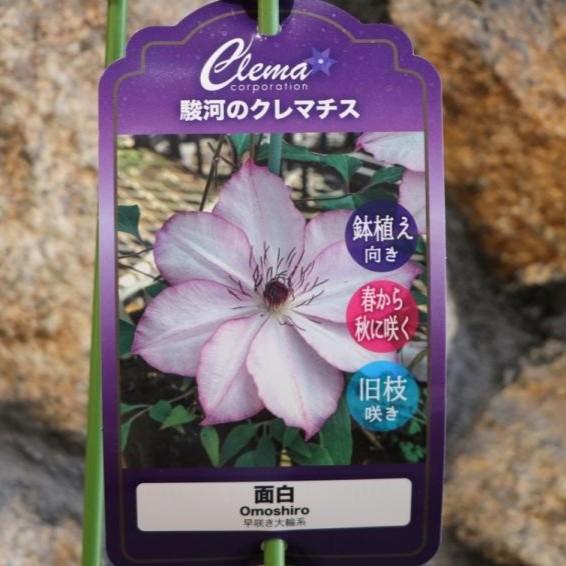 希少クレマチス 面白 (早咲き大輪系) 2年生苗 4号ロングポット苗