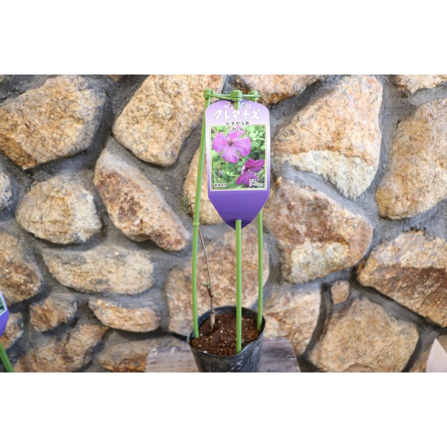 カールが可愛いクレマチス 【公式通販】