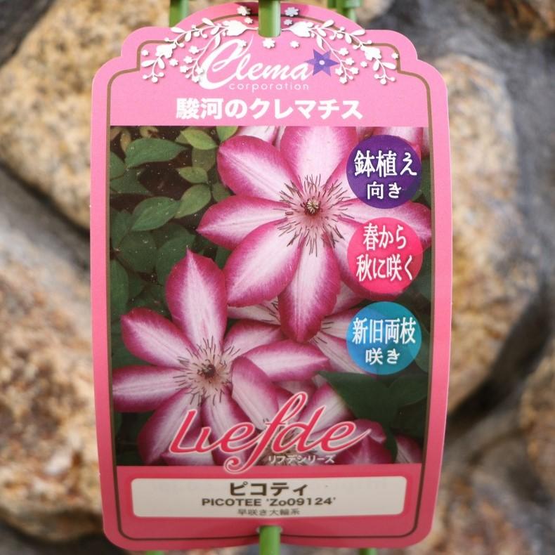 プレミアムクレマチス ピコティ (早咲き大輪系) 2年生苗 4号ロング