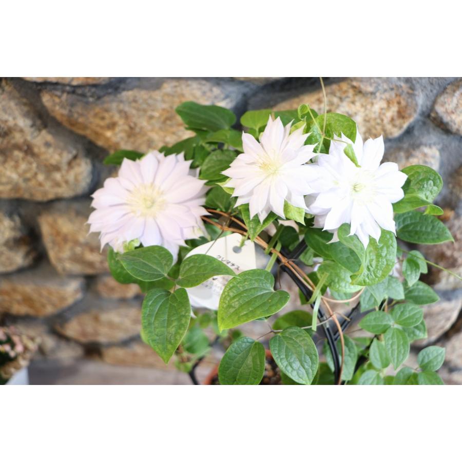 八重咲き クレマチス ベルオブウォーキング 5号鉢 鉢花 苗木 鉢植え 地