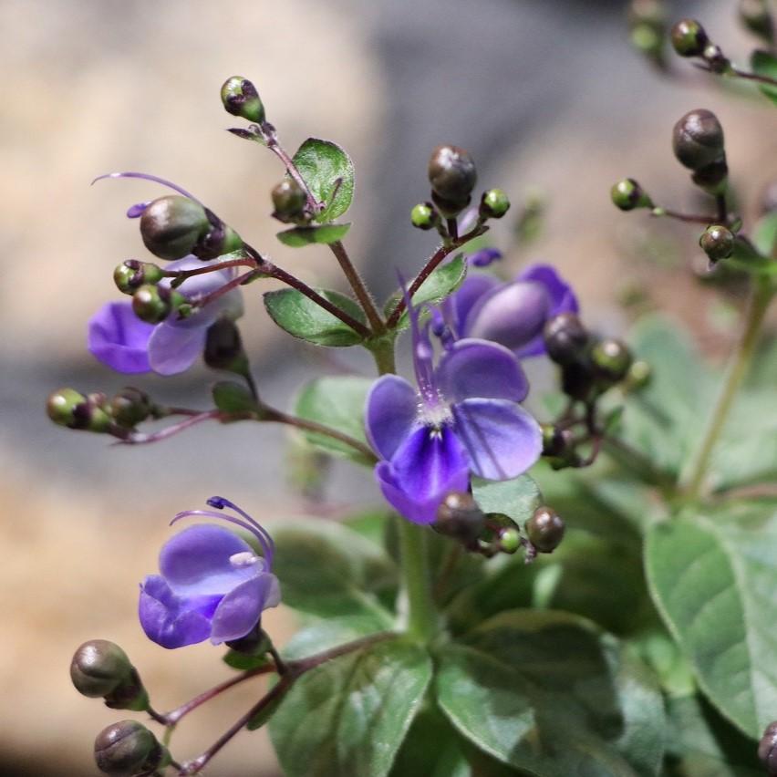 クレロデンドロン ブルーウィング 3.5号ポット苗 クレロデンドルム