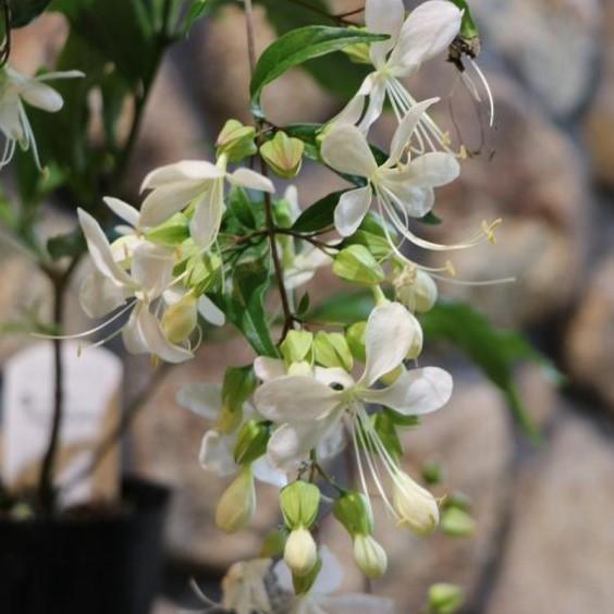 クラリンドウ　苗　白/ホワイト　花木　観葉植物 クラリンドウ（クレロデンドロン）鉢植え 籐かご付 白い花 : クロス