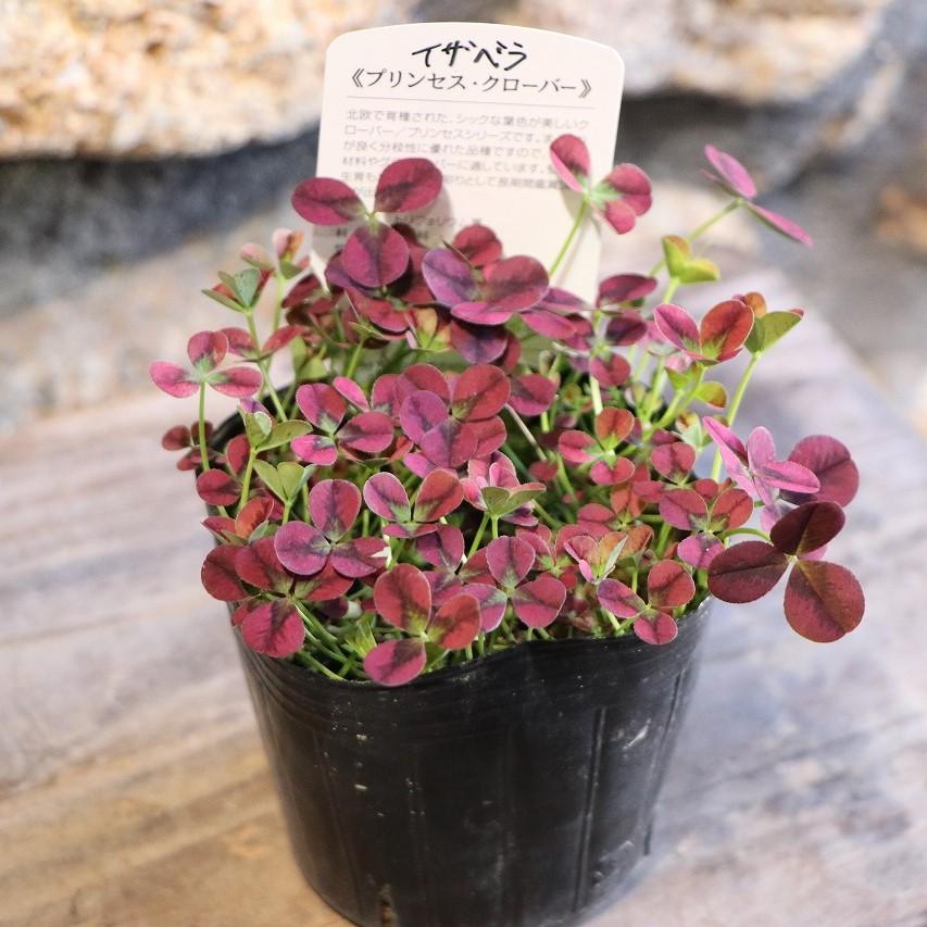プリンセスクローバー イザベラ 3号ポット苗 クローバー 寄せ植え 花壇 鉢植え お洒落 オシャレ カラーリーフ グランドカバー Clover11 グリーンプラザ山長ヤフーショッピング店 通販 Yahoo ショッピング