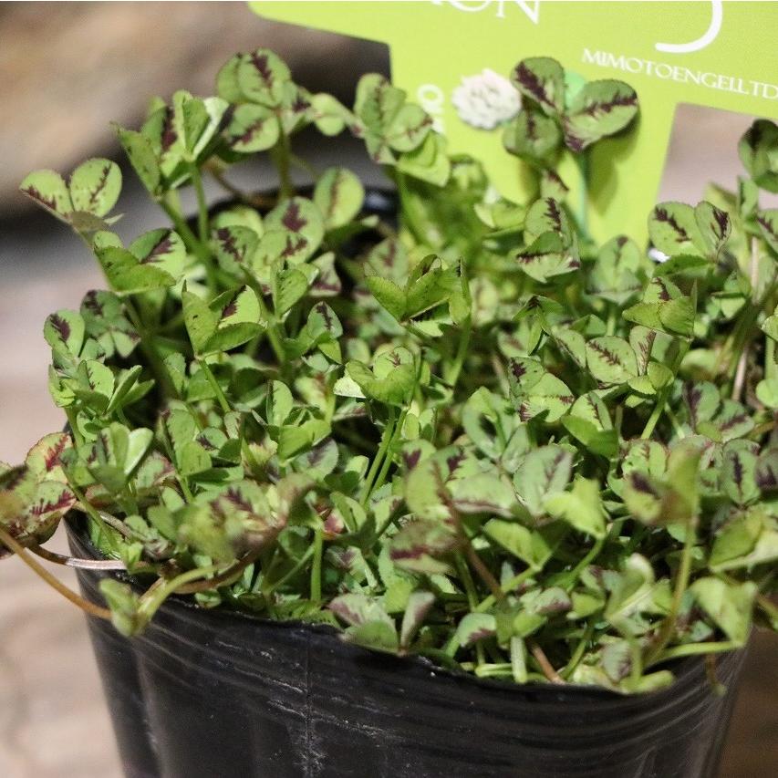 見元園芸 オリジナルクローバー 天使の羽 レモン 2 5 3号ポット苗 クローバー 寄せ植え 花壇 鉢植え お洒落 オシャレ グランドカバー カラーリーフ Clover18 グリーンプラザ山長ヤフーショッピング店 通販 Yahoo ショッピング