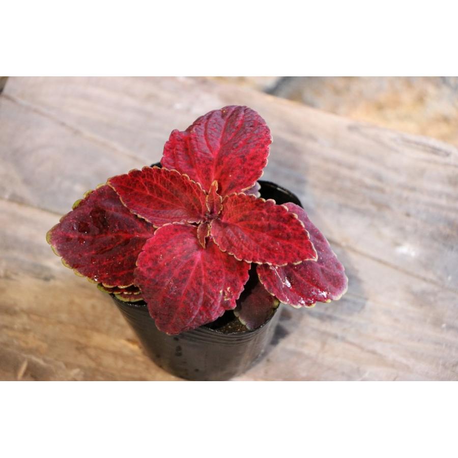 コリウス 　赤い葉　挿し木　3本　カット（枝）観葉植物 コリウスの冬越しの方法を教えて下さい挿し芽が良いのかな?｜園芸相談