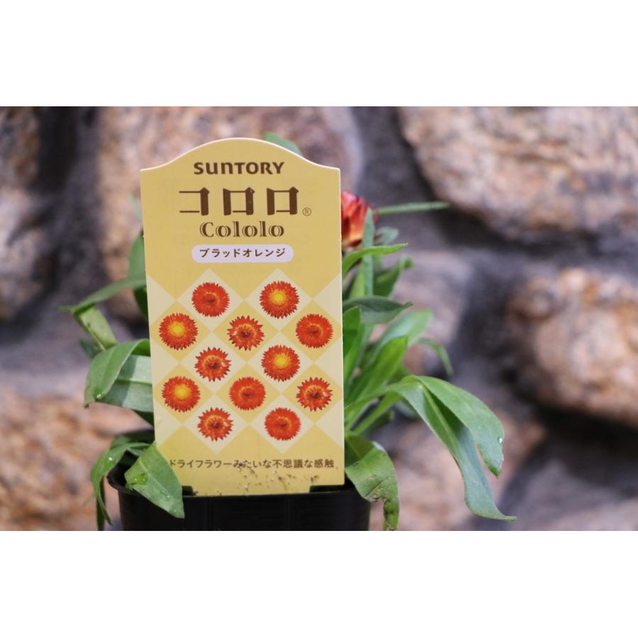 サントリー コロロ ブラッドオレンジ 3 5号ポット苗 寄せ植え 花壇 Cololo1 グリーンプラザ山長 通販 Yahoo ショッピング