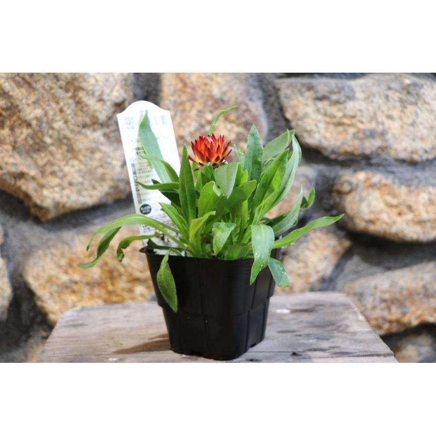 サントリー コロロ ブラッドオレンジ 3 5号ポット苗 寄せ植え 花壇 Cololo1 グリーンプラザ山長 通販 Yahoo ショッピング