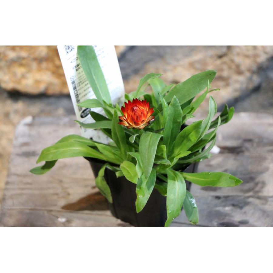 サントリー コロロ ブラッドオレンジ 3 5号ポット苗 寄せ植え 花壇 Cololo1 グリーンプラザ山長 通販 Yahoo ショッピング