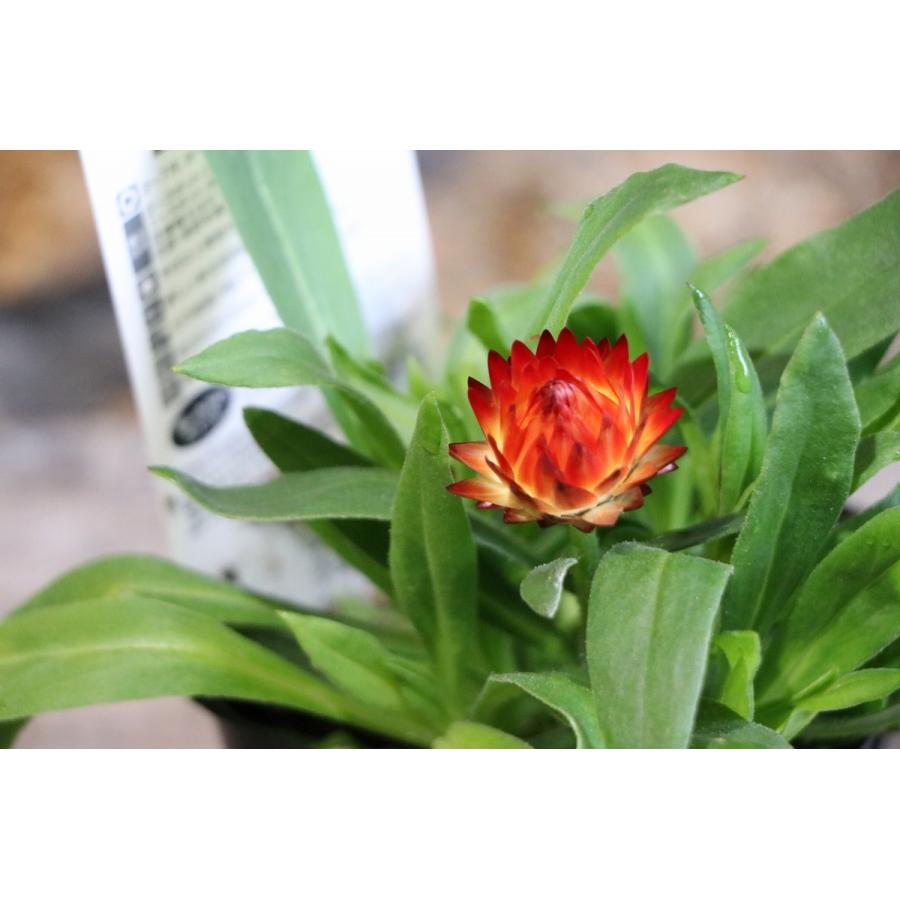 サントリー コロロ ブラッドオレンジ 3 5号ポット苗 寄せ植え 花壇 Cololo1 グリーンプラザ山長 通販 Yahoo ショッピング