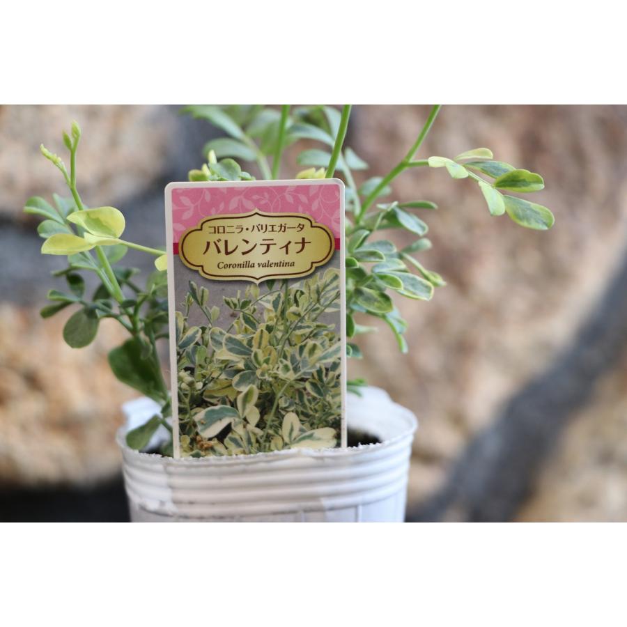 激レア　ラフィドフォラ　コルタルシー　ミューテーション　斑入り　バリエガータ 斑入り コロニラ バレンティナ バリエガータ 2.5〜3号ポット苗 寄せ