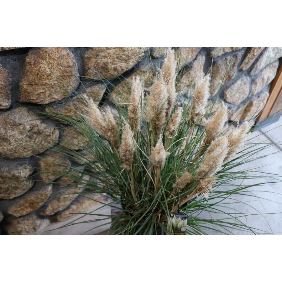 パンパスグラス　３０本 送料無料】ミニパンパスグラス タイニーパンパ 8号鉢