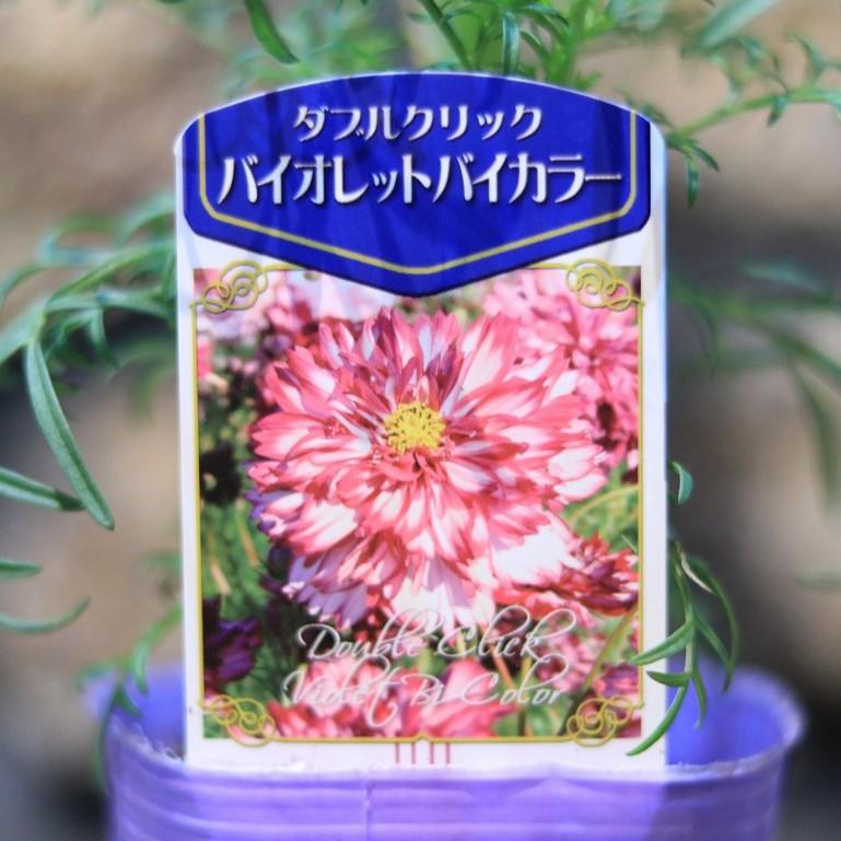 八重咲き コスモス ダブルクリック バイオレットバイカラー 3〜3.5号