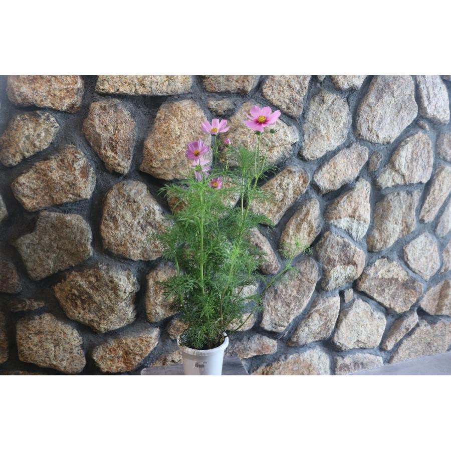 コスモス あづみ野 MIX植え 4号鉢 秋桜 : グリーンプラザ山長ヤフー