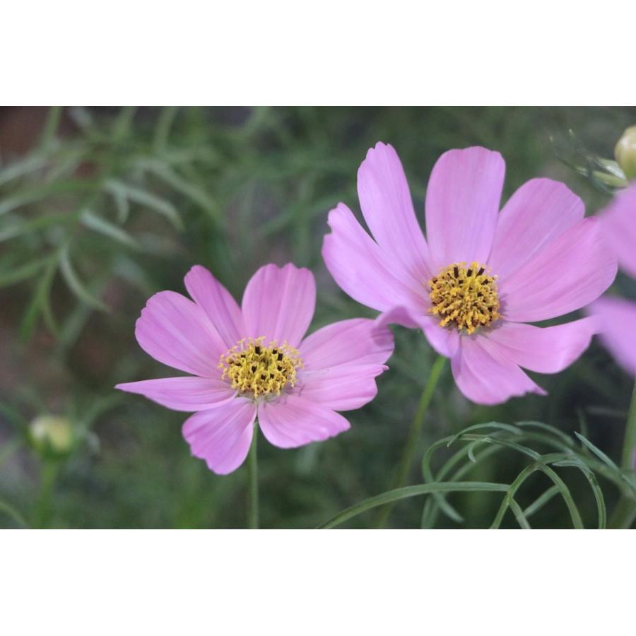 コスモス あづみ野 MIX植え 4号鉢 秋桜 : グリーンプラザ山長ヤフー