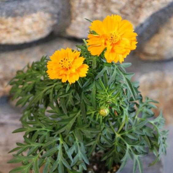 黄花コスモス オレンジ 3号ポット苗 寄せ植え 花壇 キバナコスモス