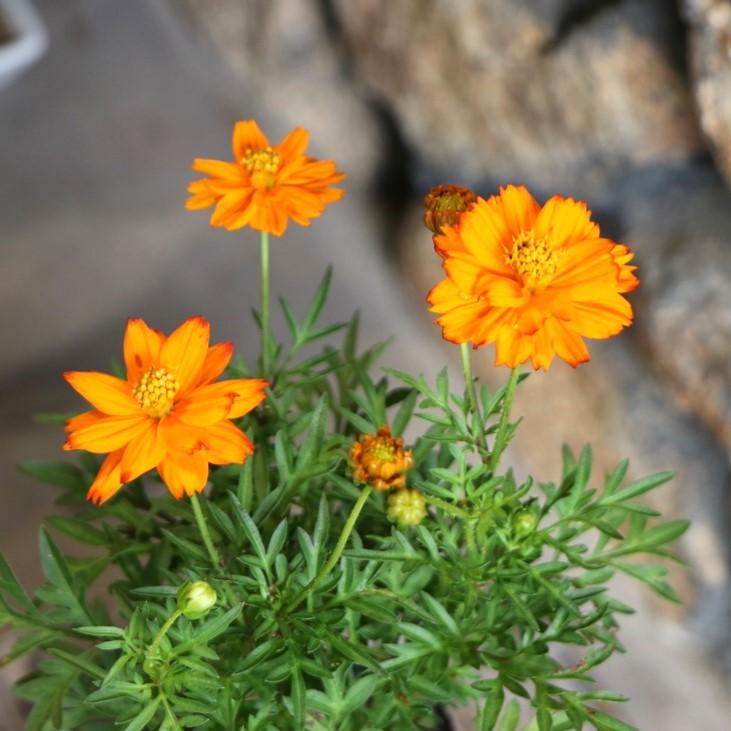 黄花コスモス オレンジ 3.5号ポット苗 寄せ植え 花壇 お洒落 おしゃれ