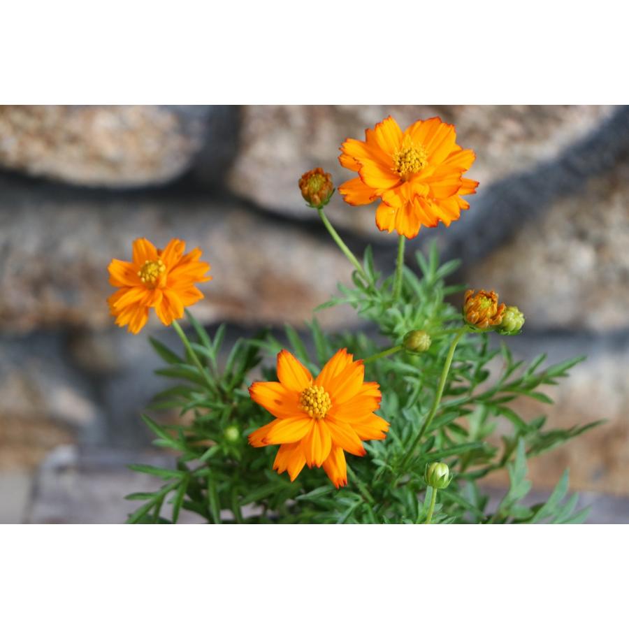 黄花コスモス オレンジ 3.5号ポット苗 寄せ植え 花壇 お洒落 おしゃれ