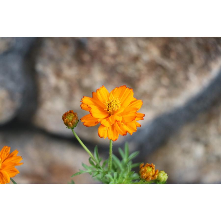 黄花コスモス オレンジ 3.5号ポット苗 寄せ植え 花壇 お洒落 おしゃれ