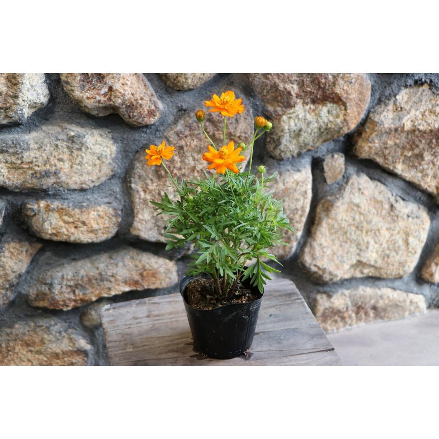 黄花コスモス オレンジ 3.5号ポット苗 寄せ植え 花壇 お洒落 おしゃれ