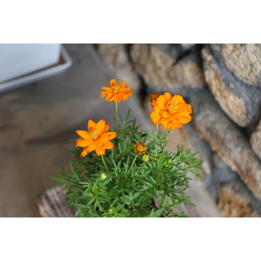 黄花コスモス オレンジ 3.5号ポット苗 寄せ植え 花壇 お洒落 おしゃれ