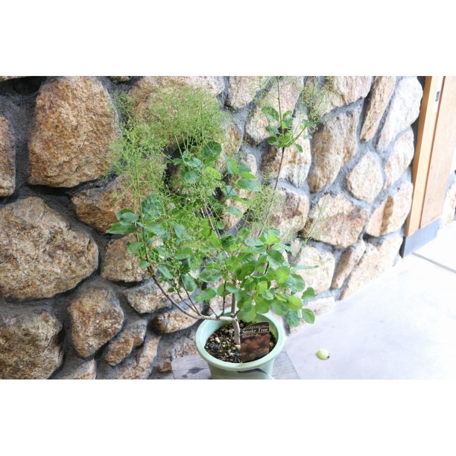 スモークツリー ピンクパール 6号鉢 けむりの木 |  | 01