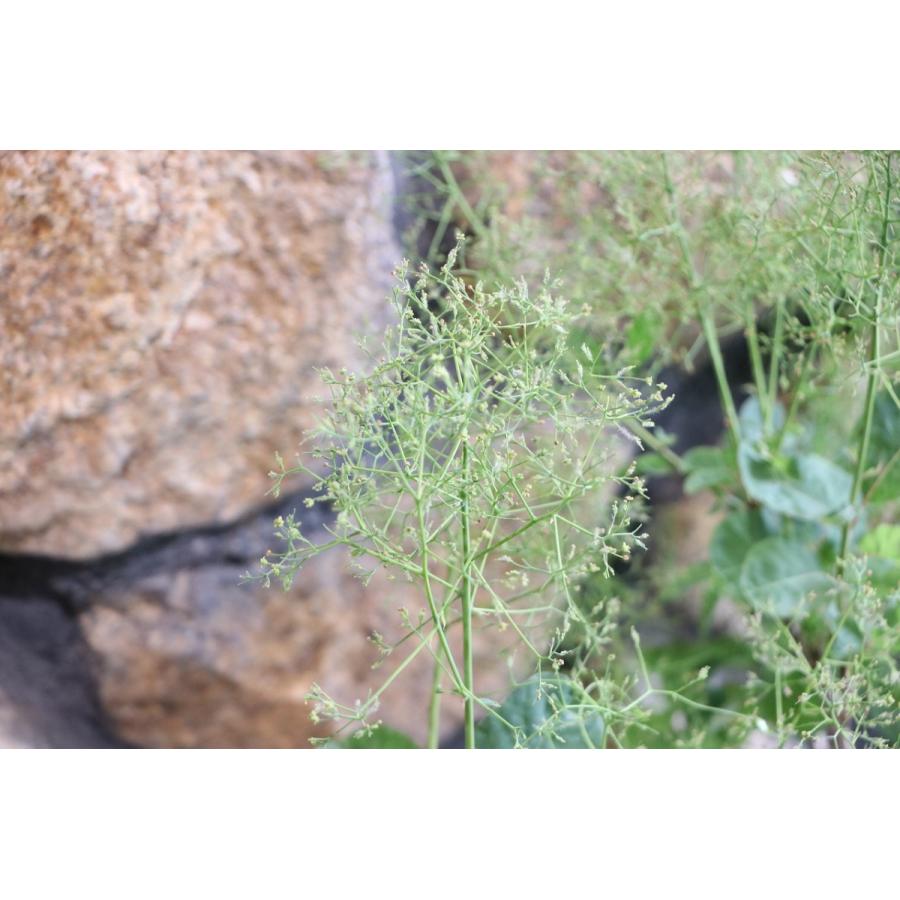 スモークツリー ピンクパール 6号鉢 けむりの木 |  | 02