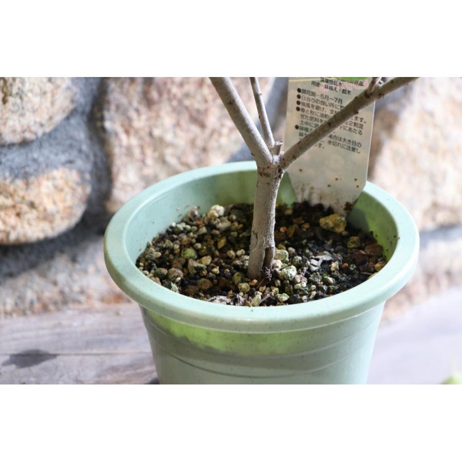 スモークツリー ピンクパール 6号鉢 けむりの木 |  | 03