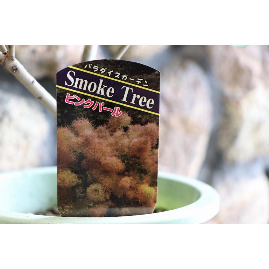 スモークツリー ピンクパール 6号鉢 けむりの木 |  | 04