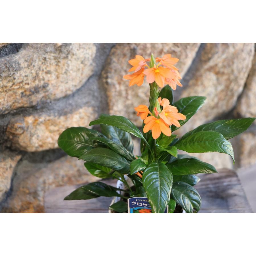 No.346 クロノス 寄せ植え 花 No.346 クロノス様専用 寄せ植え 花