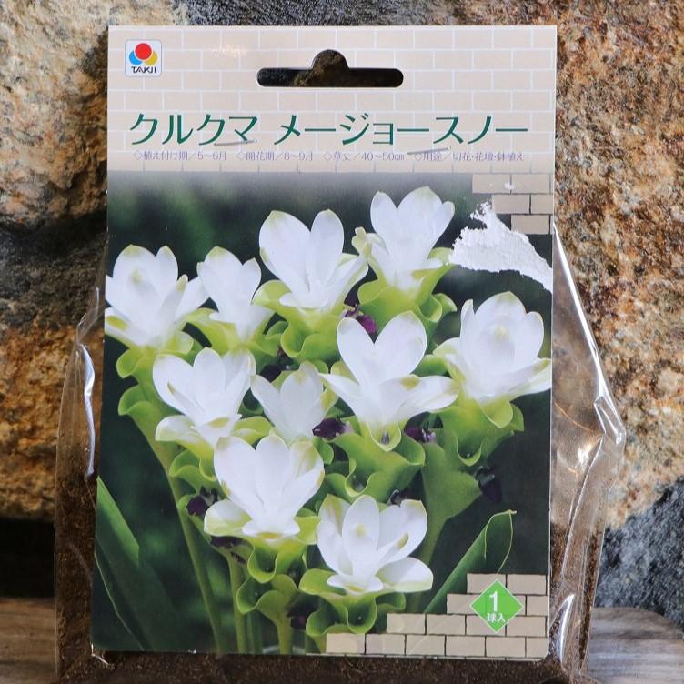 球根】 クルクマ メージョースノー 1球入 球根 タキイ 寄せ植え 鉢植え