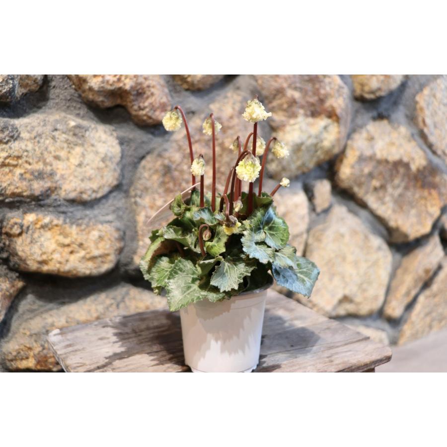 フリル咲き ミニシクラメン スワン グリーン 3号ポット苗 : グリーン