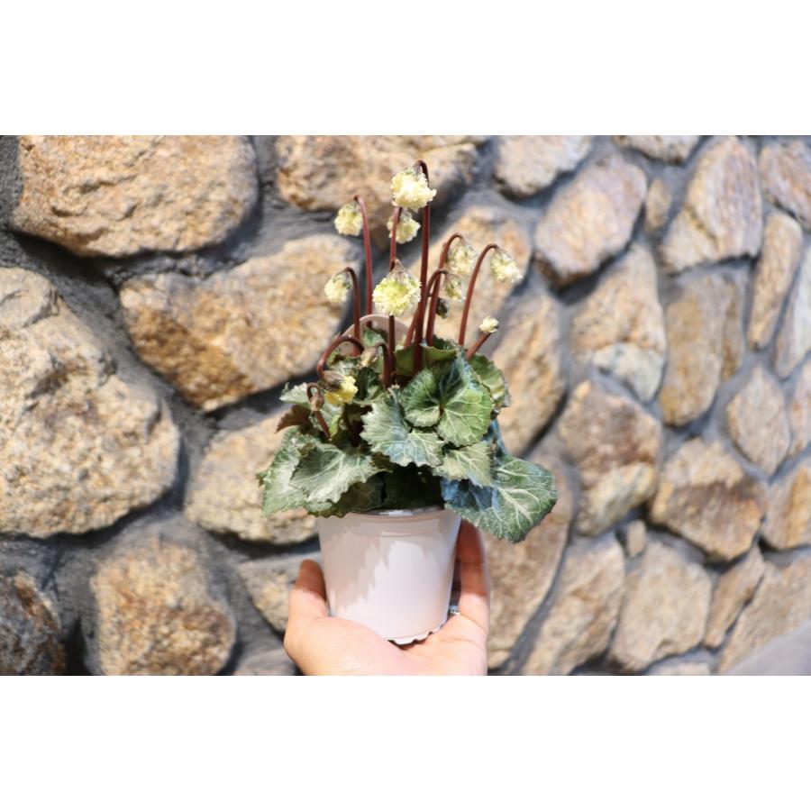 フリル咲き ミニシクラメン スワン グリーン 3号ポット苗 : グリーン