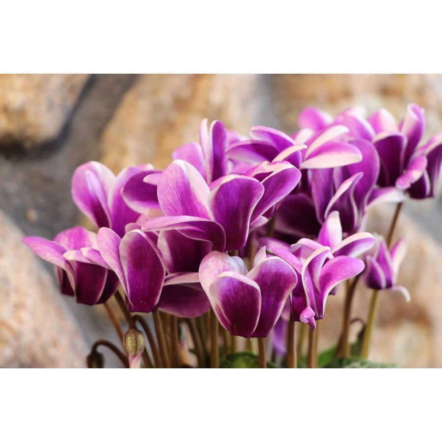 ブルーシクラメン 胡蝶 5号鉢 底面潅水鉢 大栄花園 シクラメン ブルー