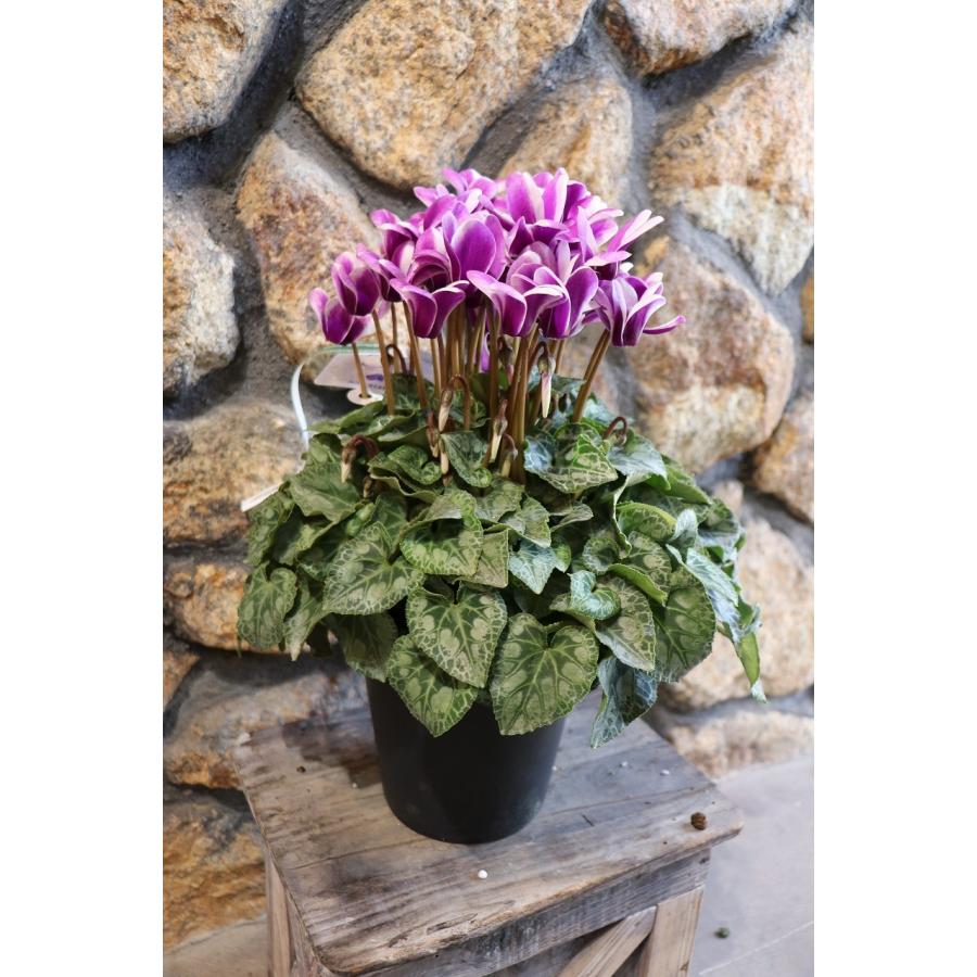 ブルーシクラメン 胡蝶 5号鉢 底面潅水鉢 大栄花園 シクラメン ブルー