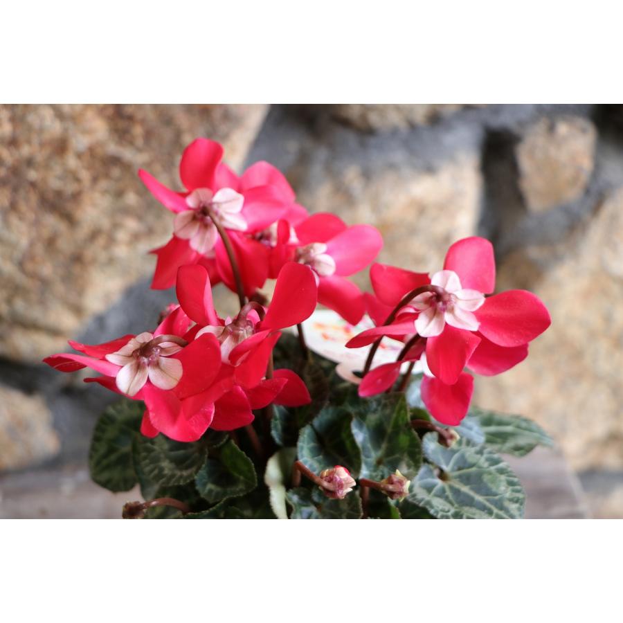 変わり咲き ミニシクラメン ジックス レッド 3〜3.5号ポット苗