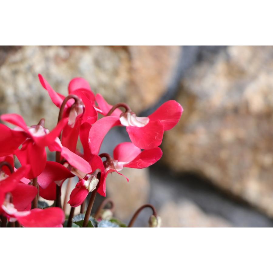 変わり咲き ミニシクラメン ジックス レッド 3〜3.5号ポット苗