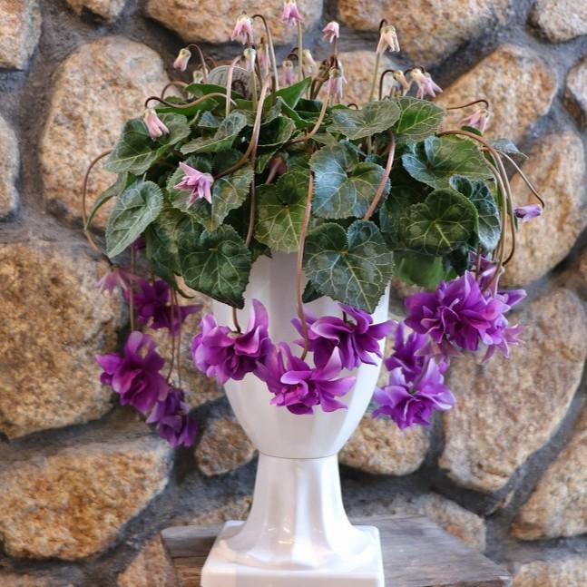 現品2】 万重咲き シクラメン ローゼス ブルー 6号スタンド鉢 寄せ