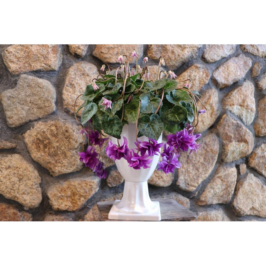 現品2】 万重咲き シクラメン ローゼス ブルー 6号スタンド鉢 寄せ