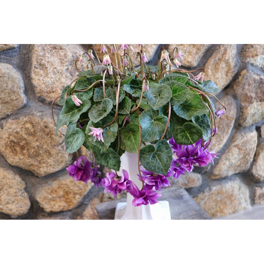 現品2】 万重咲き シクラメン ローゼス ブルー 6号スタンド鉢 寄せ