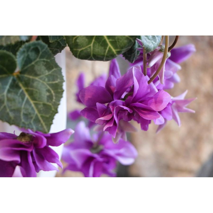 現品2】 万重咲き シクラメン ローゼス ブルー 6号スタンド鉢 寄せ