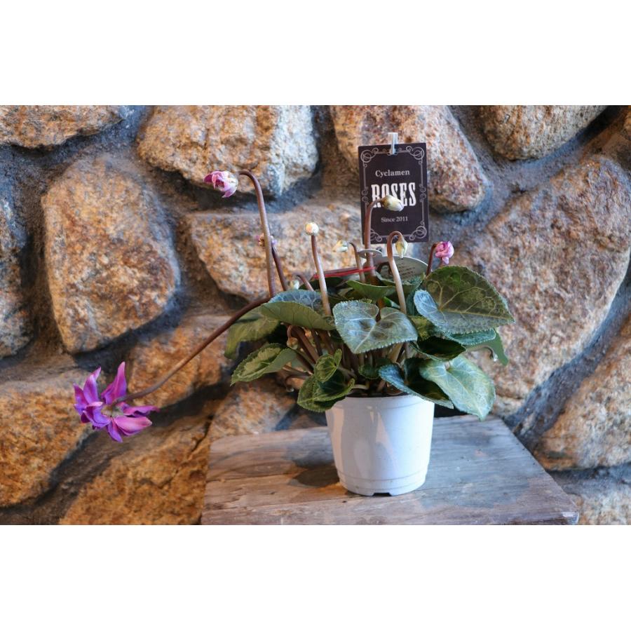 万重咲き シクラメン ローゼス ブルー 3〜3.5号ポット苗 寄せ植え