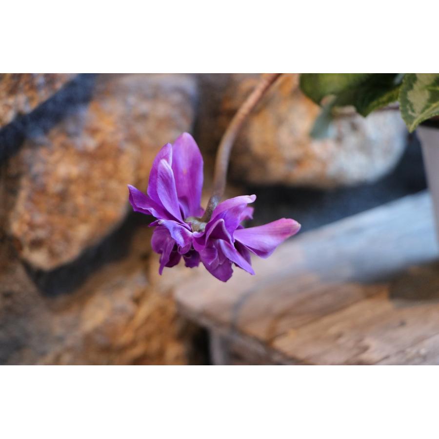 万重咲き シクラメン ローゼス ブルー 3〜3.5号ポット苗 寄せ植え