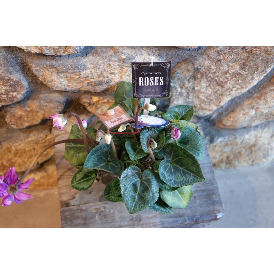 万重咲き シクラメン ローゼス ブルー 3〜3.5号ポット苗 寄せ植え
