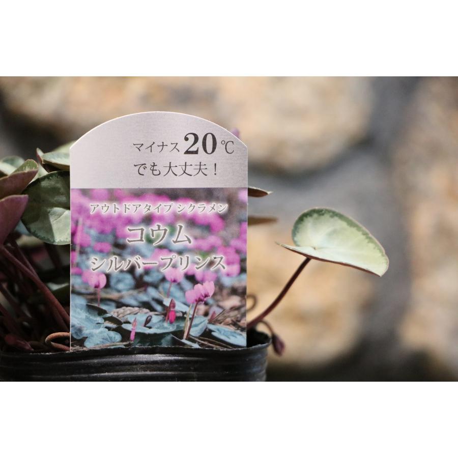 原種シクラメン コウム シルバープリンス 3号ポット苗 寄せ植え 花壇