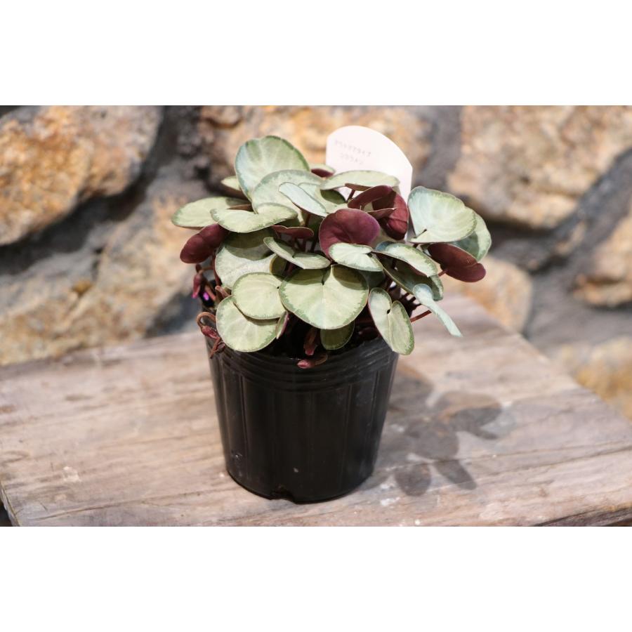 シルバープリンス コウム 原種シクラメン】シルバーリース寄植え