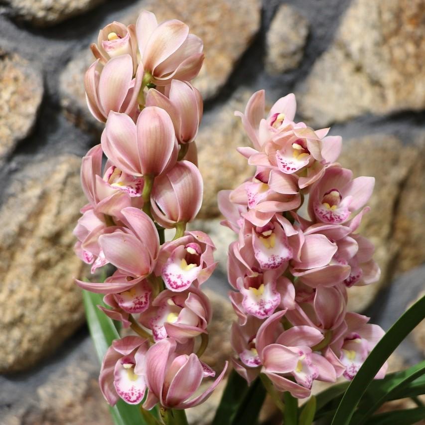 テーブル シンビジウム 森の精 なかよし 2本立ち 5号鉢 シンビジューム