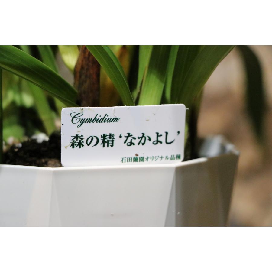 テーブルシンビジューム 石田洋蘭オリジナル3鉢セット お買い得