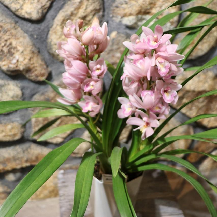 テーブル シンビジウム 森の精 りん 2本立ち 5号鉢 シンビジューム 鉢