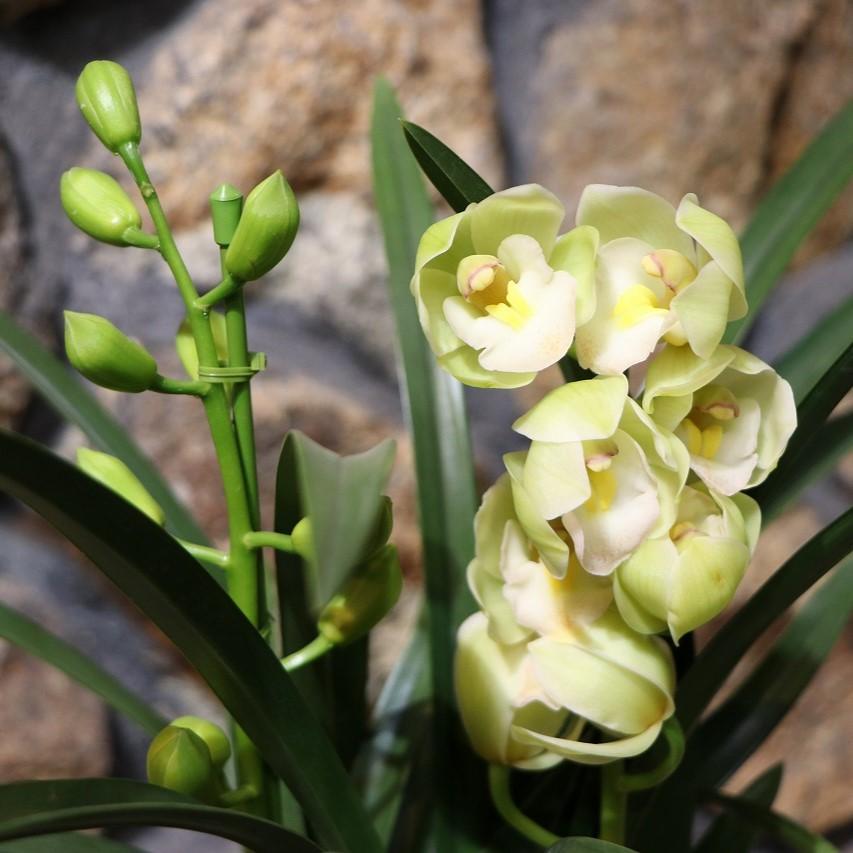 テーブル シンビジウム るふぉーる 2本立ち 5号鉢 シンビジューム 鉢花 ギフト プレゼント お歳暮 室内 お洒落 オシャレ 可愛い 冬の花 花 Cymbidium5 グリーンプラザ山長ヤフーショッピング店 通販 Yahoo ショッピング